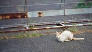 近所の猫（ノラちゃん）を中華レンズで撮影